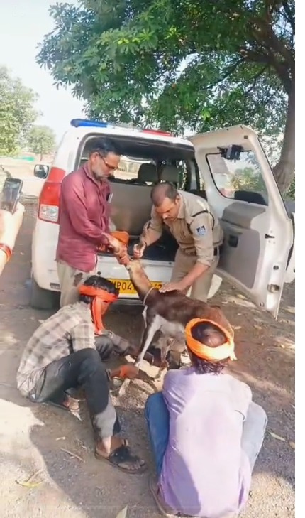 गुना जिले के थाना म्याना  क्षेत्र में घायल हिरण के बच्चे को, डायल-112 जवानों ने सुरक्षित किया वन विभाग के सुपुर्द ।  
